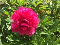 ec16ad93-20170604 VV božur.jpg